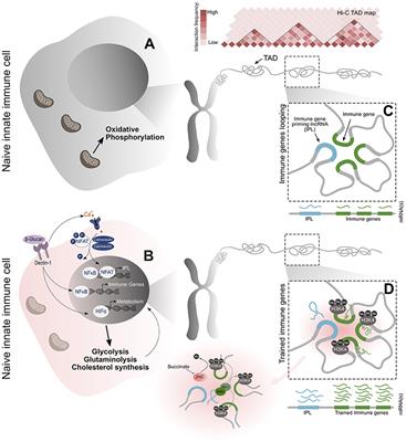 The lncRNA Connection Between Cellular Metabolism and Epigenetics in Trained Immunity